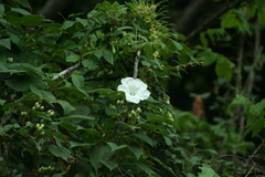 Ipomoea cuprinacoma
