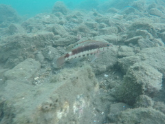 Serranus psittacinus