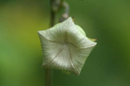 Image of Dictyanthus pavonii by (c) Luis F. Ramírez, some rights reserved (CC BY)