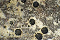 Cresponea chloroconia