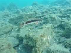 Serranus psittacinus