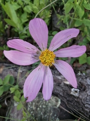 Cosmos pringlei