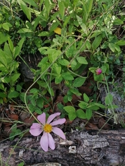 Cosmos pringlei