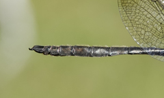 Somatochlora brevicincta