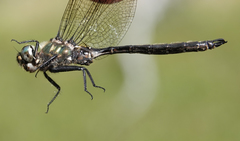 Somatochlora brevicincta