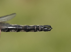 Somatochlora brevicincta