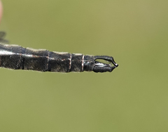 Somatochlora brevicincta