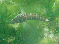 Serranus psittacinus