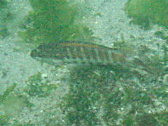 Serranus psittacinus