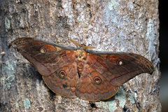 Antheraea