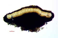 Cresponea chloroconia