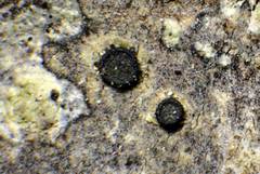 Cresponea chloroconia