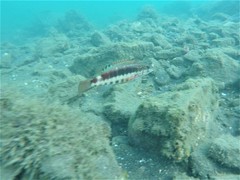 Serranus psittacinus