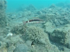 Serranus psittacinus