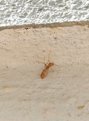 Myrmaplata plataleoides