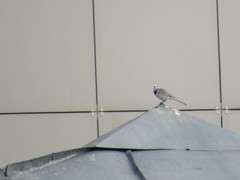 Motacilla alba