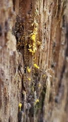 Arcyria versicolor