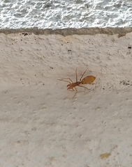 Myrmaplata plataleoides