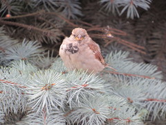Passer domesticus