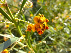 Daviesia corymbosa