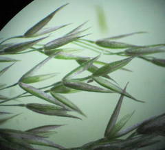 Agrostis scabra