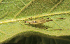 Oecanthus longicauda