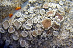 Myriolecis semipallida