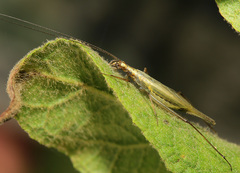 Oecanthus longicauda