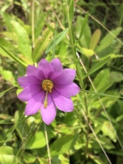 Sabatia gentianoides