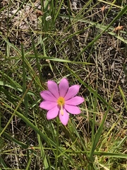 Sabatia gentianoides