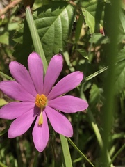 Sabatia gentianoides