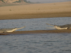 Gavialis gangeticus