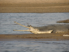 Gavialis gangeticus