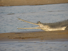 Gavialis gangeticus