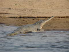 Gavialis gangeticus
