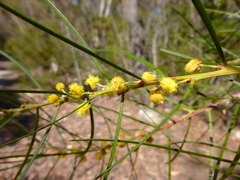 Acacia elongata