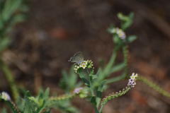 Cupido amyntula