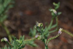 Cupido amyntula