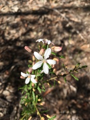 Philotheca hispidula