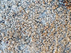 Myriolecis semipallida