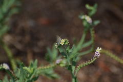 Cupido amyntula