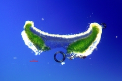 Myriolecis semipallida