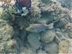 Canthigaster punctatissima