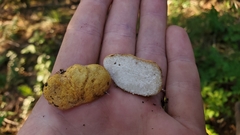 Leucogaster citrinus