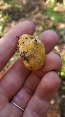 Leucogaster citrinus