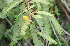 Vachellia insulae-iacobi
