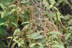 Vachellia insulae-iacobi