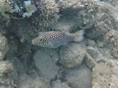 Canthigaster punctatissima