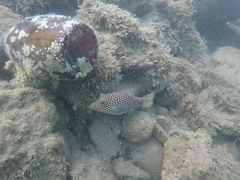 Canthigaster punctatissima