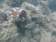 Canthigaster punctatissima